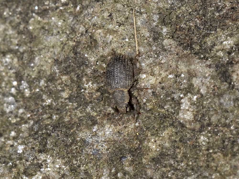 Trachyphloeus aristatus? (Curculionidae)